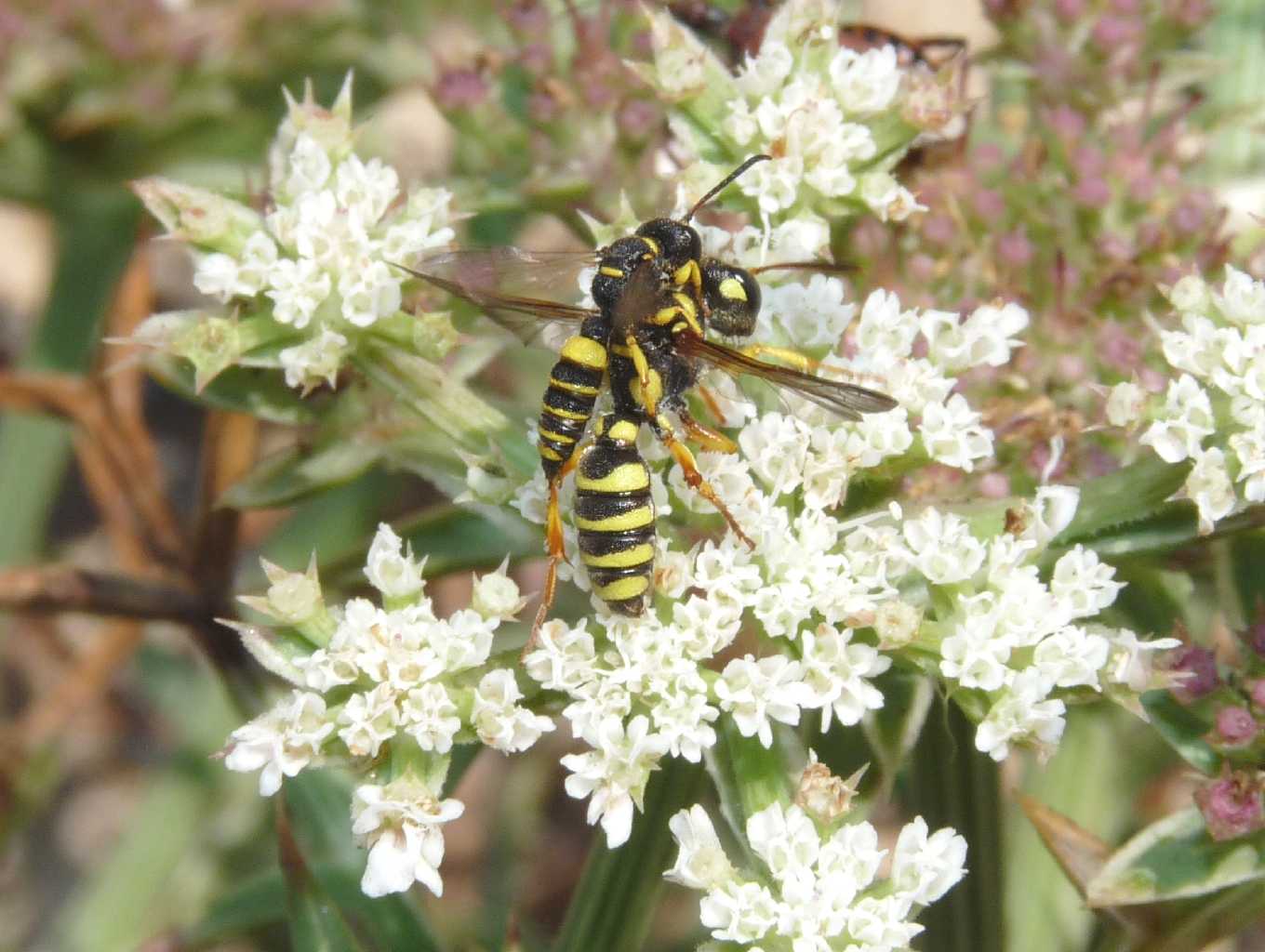 Cerceris sabulosa femmina